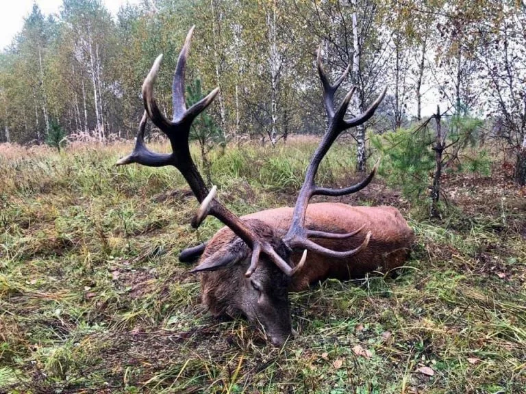 Паляванне на раве (на аленя)
